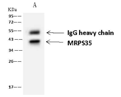Immunoprecipitation: MRPS35 Antibody [NBP2-98524]