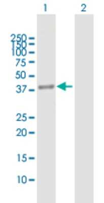 Western Blot: MRPS35 Antibody [H00060488-B02P]