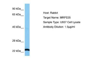 Western Blot: MRPS35 Antibody [NBP2-87839]