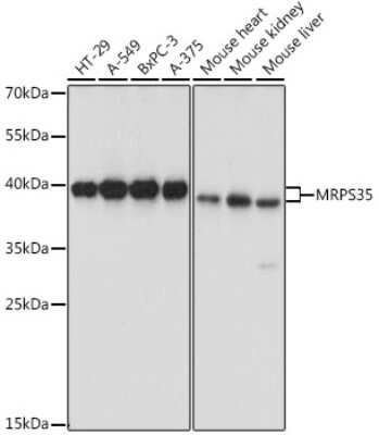 Western Blot: MRPS35 AntibodyAzide and BSA Free [NBP2-94003]