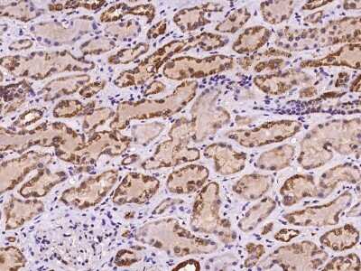 Immunohistochemistry-Paraffin: MRPS36 Antibody [NBP2-98135]
