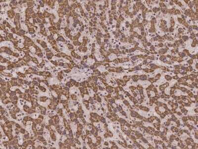 Immunohistochemistry-Paraffin: MRPS36 Antibody [NBP2-98135]