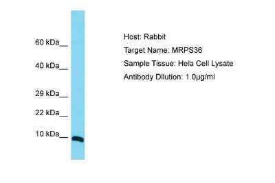 Western Blot: MRPS36 Antibody [NBP2-87840]