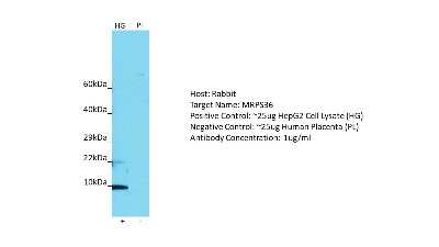 Western Blot: MRPS36 Antibody [NBP2-87840]