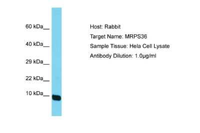 Western Blot: MRPS36 Antibody [NBP2-87841]