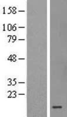 Western Blot: MRPS36 Overexpression Lysate [NBL1-13305]