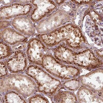 Immunohistochemistry-Paraffin: MRPS5 Antibody [NBP2-47367]