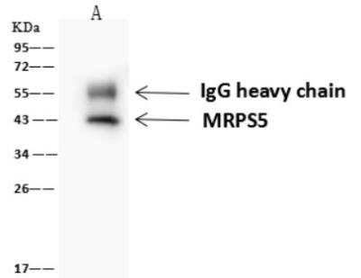 Immunoprecipitation: MRPS5 Antibody [NBP2-98525]