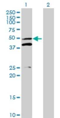 Western Blot: MRPS5 Antibody [H00064969-B01P]