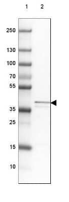 Western Blot: MRPS5 Antibody [NBP2-47367]