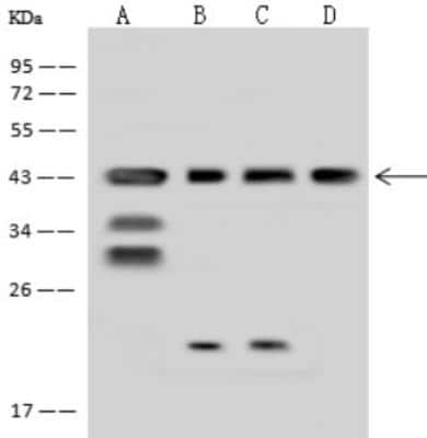 Western Blot: MRPS5 Antibody [NBP2-98525]