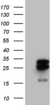 Western Blot: MRPS7 Antibody (OTI5E11)Azide and BSA Free [NBP2-72789]