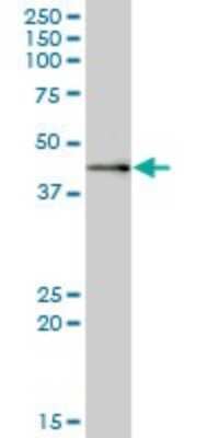 Western Blot: MRPS9 Antibody [H00064965-B01P]