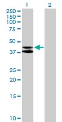 Western Blot: MRPS9 Antibody [H00064965-B02P]