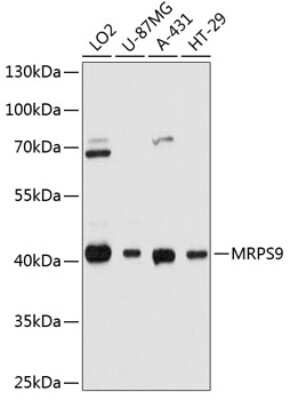 Western Blot: MRPS9 AntibodyAzide and BSA Free [NBP2-93709]