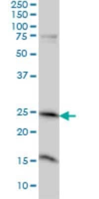 Western Blot: MRRF Antibody (1D3) [H00092399-M01]