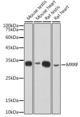 Western Blot: MRRF Antibody (1T5W1) [NBP3-16134]