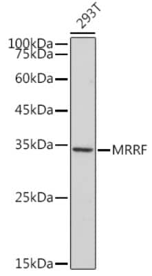 Western Blot: MRRF Antibody (1T5W1) [NBP3-16134]