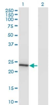 Western Blot: MRRF Antibody (3E3) [H00092399-M11]