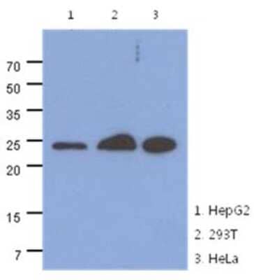 Western Blot: MRRF Antibody (7D10)BSA Free [NBP2-22564]