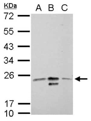 Western Blot: MRRF Antibody [NBP2-15025]