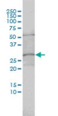 Western Blot: MRTO4 Antibody (1C12) [H00051154-M01]