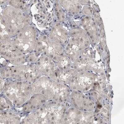 Immunohistochemistry-Paraffin: MRTO4 Antibody [NBP1-88334]