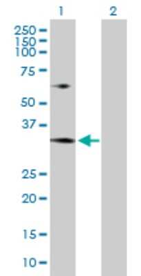 Western Blot: MRTO4 Antibody [H00051154-D01P]