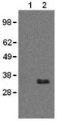 Western Blot: CD20 Antibody (AISB12)BSA Free [NBP1-43435]