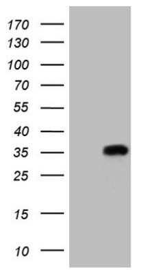 Western Blot: MS4A12 Antibody (OTI5F5)Azide and BSA Free [NBP2-72791]