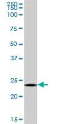 Western Blot: MS4A12 Antibody [H00054860-B01P]