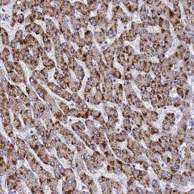 Immunohistochemistry-Paraffin: MS4A13 Antibody [NBP1-92142]