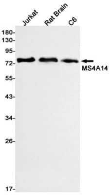 Western Blot: MS4A14 Antibody (S02-0B8) [NBP3-19700]