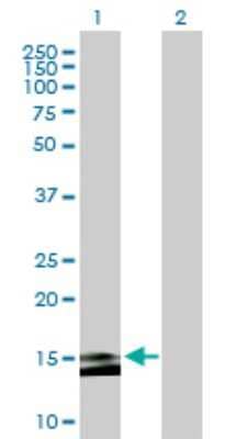 Western Blot: MS4A15 Antibody [H00219995-B01P]