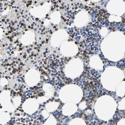 Immunohistochemistry-Paraffin: MS4A3 Antibody [NBP1-86543]