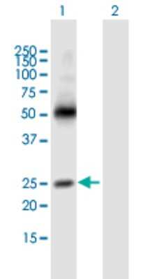 Western Blot: MS4A3 Antibody [H00000932-B01P]