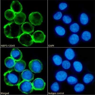 Immunocytochemistry/ Immunofluorescence: MS4A4A Antibody (3F2) - Chimeric - Azide and BSA Free [NBP3-12045]