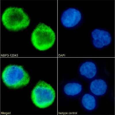 Immunocytochemistry/ Immunofluorescence: MS4A4A Antibody (5C12) - Chimeric - Azide and BSA Free [NBP3-12043]