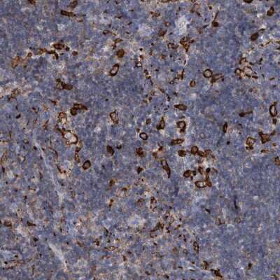 Immunohistochemistry-Paraffin: MS4A4A Antibody [NBP1-86542]