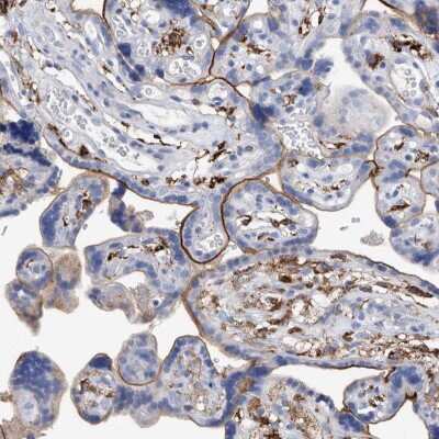 Immunohistochemistry-Paraffin: MS4A4A Antibody [NBP1-86542]