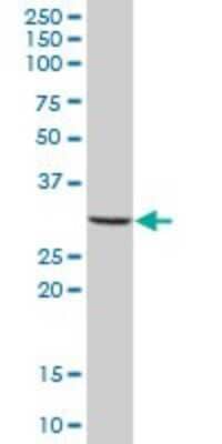 Western Blot: MS4A4A Antibody [H00051338-B01P]