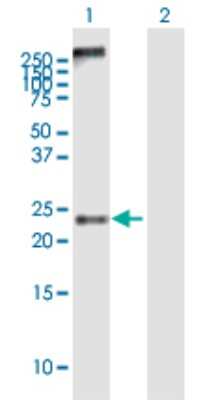 Western Blot: MS4A4A Antibody [H00051338-B01P]