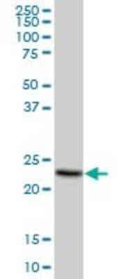 Western Blot: MS4A4A Antibody [H00051338-B02P]