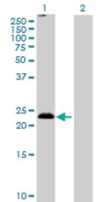 Western Blot: MS4A5 Antibody [H00064232-B01P]