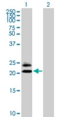 Western Blot: MS4A5 Antibody [H00064232-B02P]