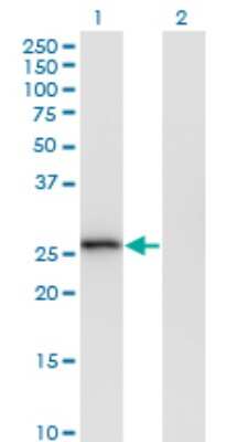 Western Blot: MS4A6A Antibody (2D12) [H00064231-M02]