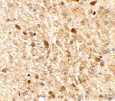 Immunohistochemistry: MS4A6A Antibody - BSA Free [NBP2-82106]