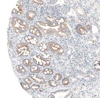 Immunohistochemistry-Paraffin: MS4A6A Antibody [NBP1-86541]