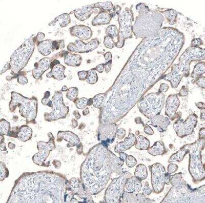 Immunohistochemistry-Paraffin: MS4A6A Antibody [NBP1-86541]