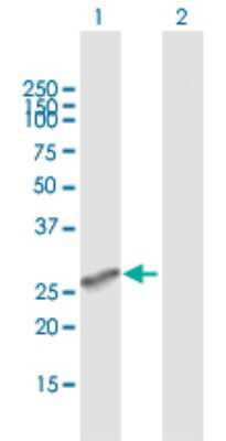 Western Blot: MS4A6A Antibody [H00064231-B01P]